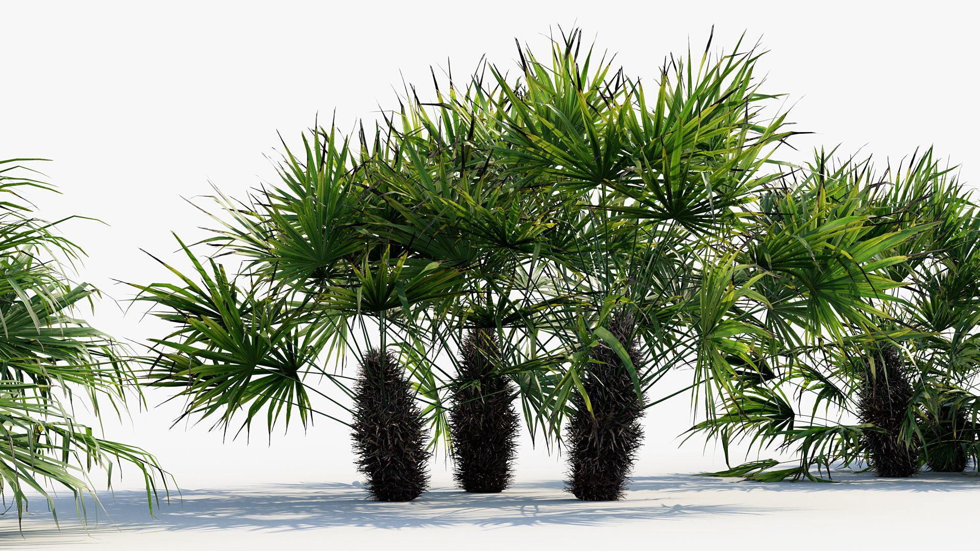 Plant Package 01 Palm 3D model_35