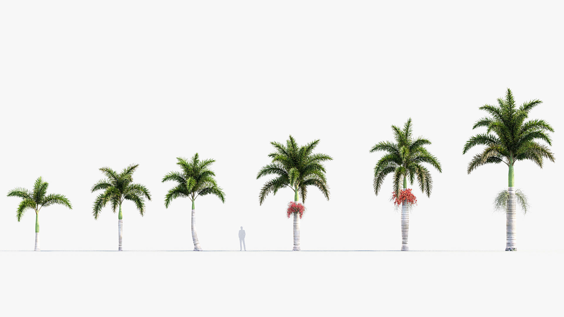 Plant Package 01 Palm 3D model_55