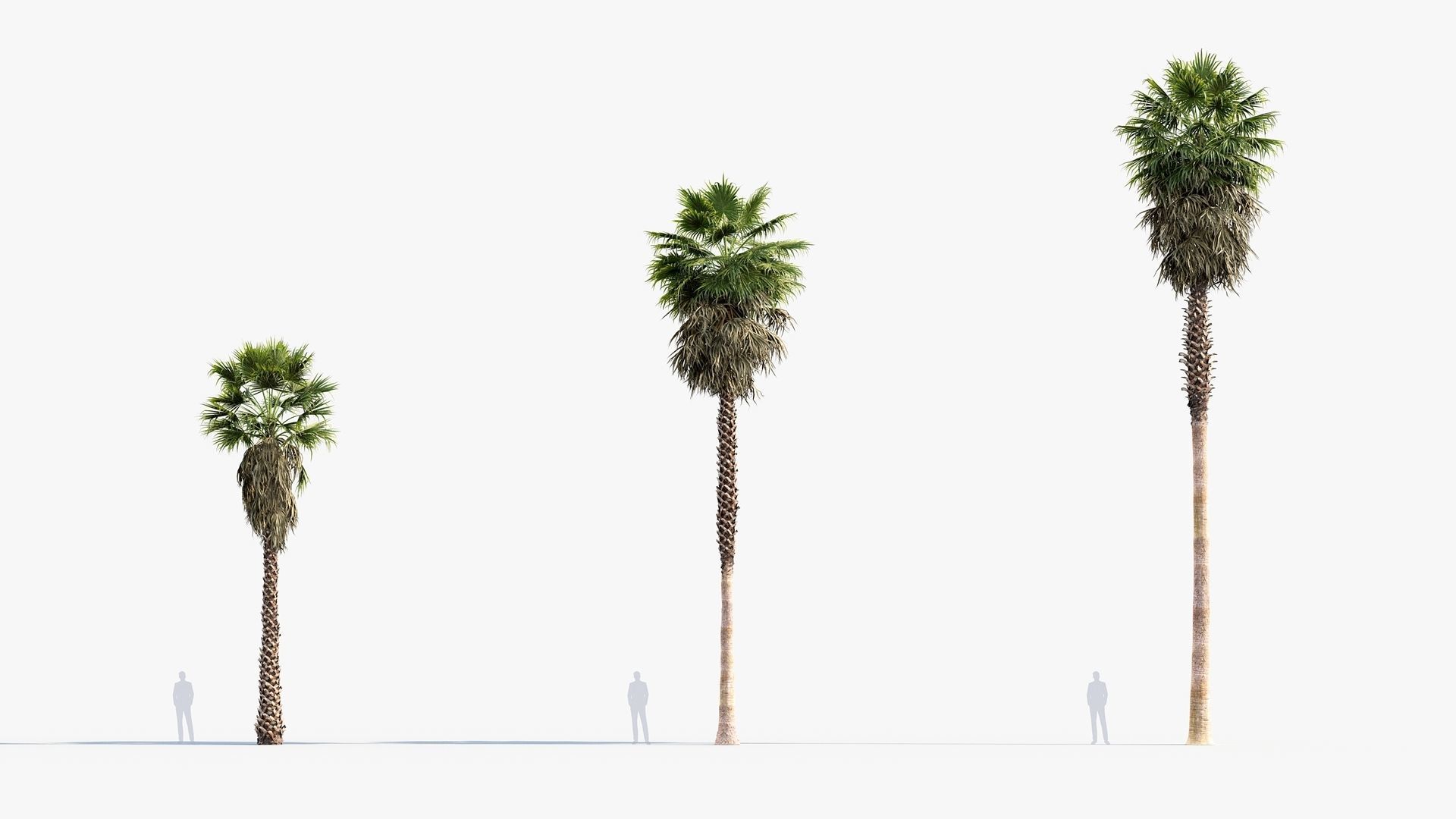 Plant Package 01 Palm 3D model_45