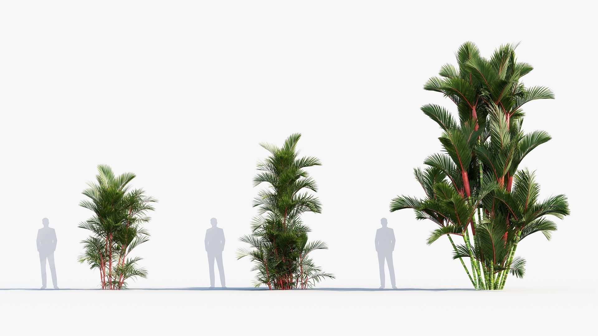 Plant Package 01 Palm 3D model_20