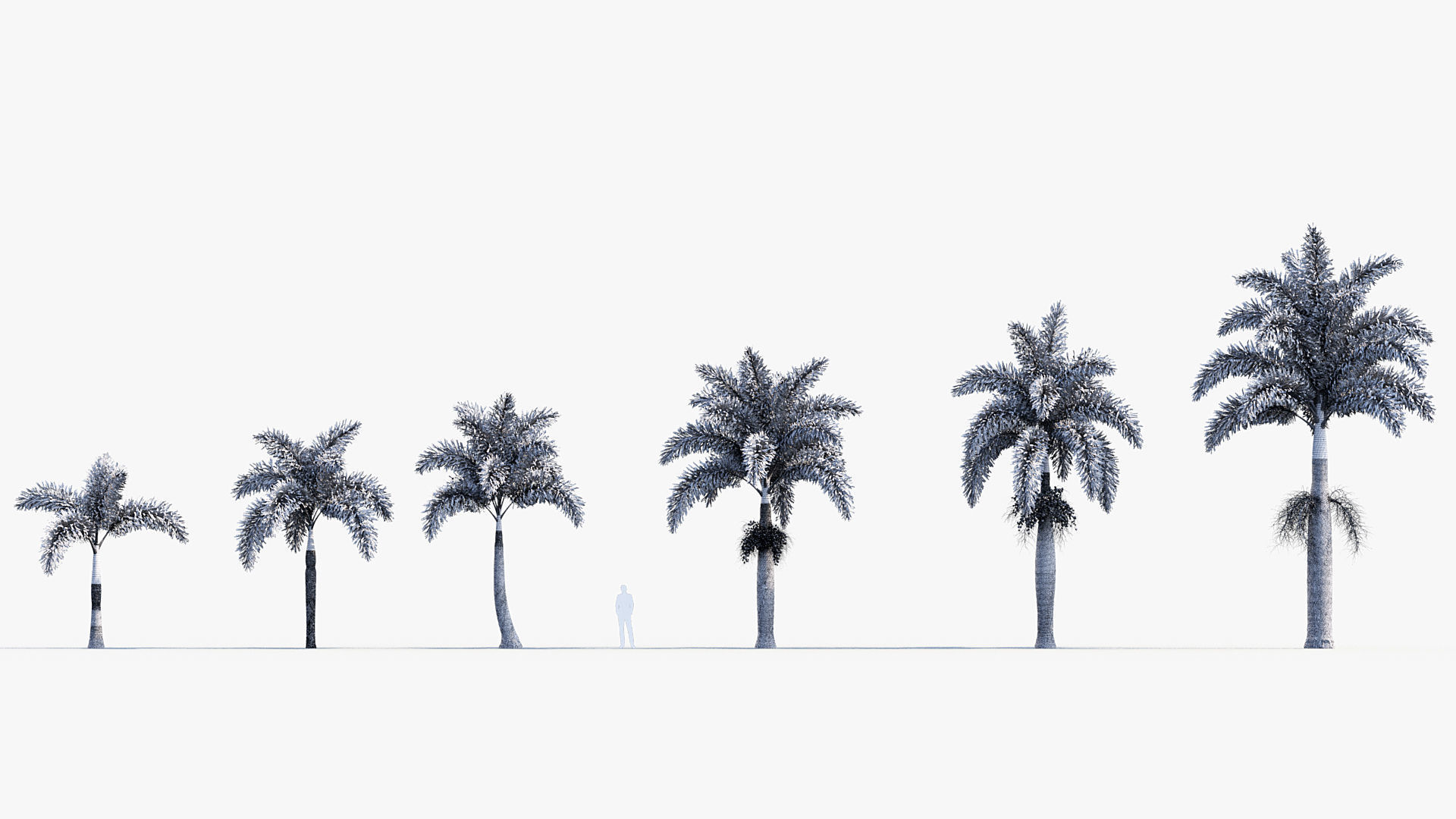 Plant Package 01 Palm 3D model_60