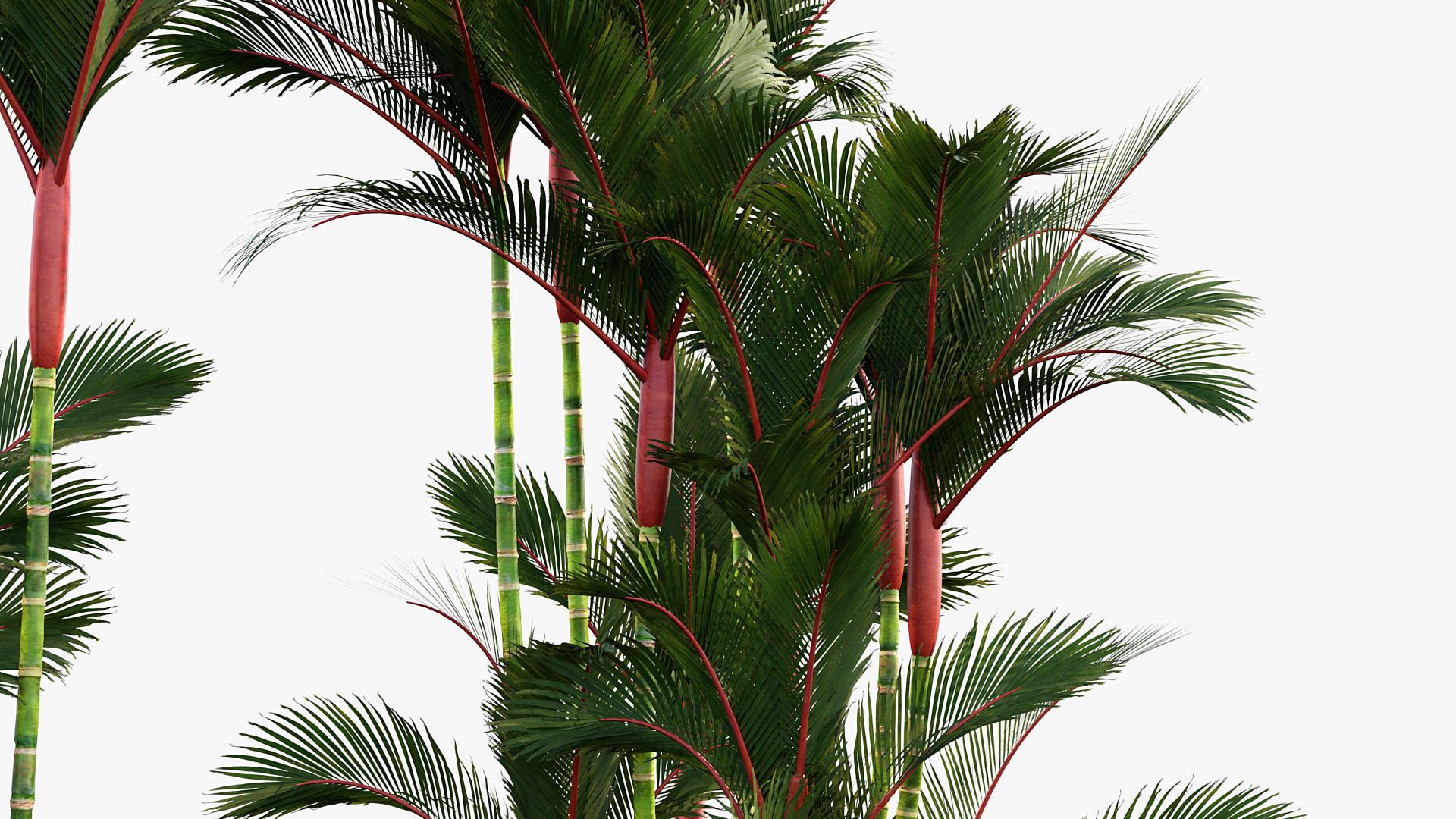 Plant Package 01 Palm 3D model_22
