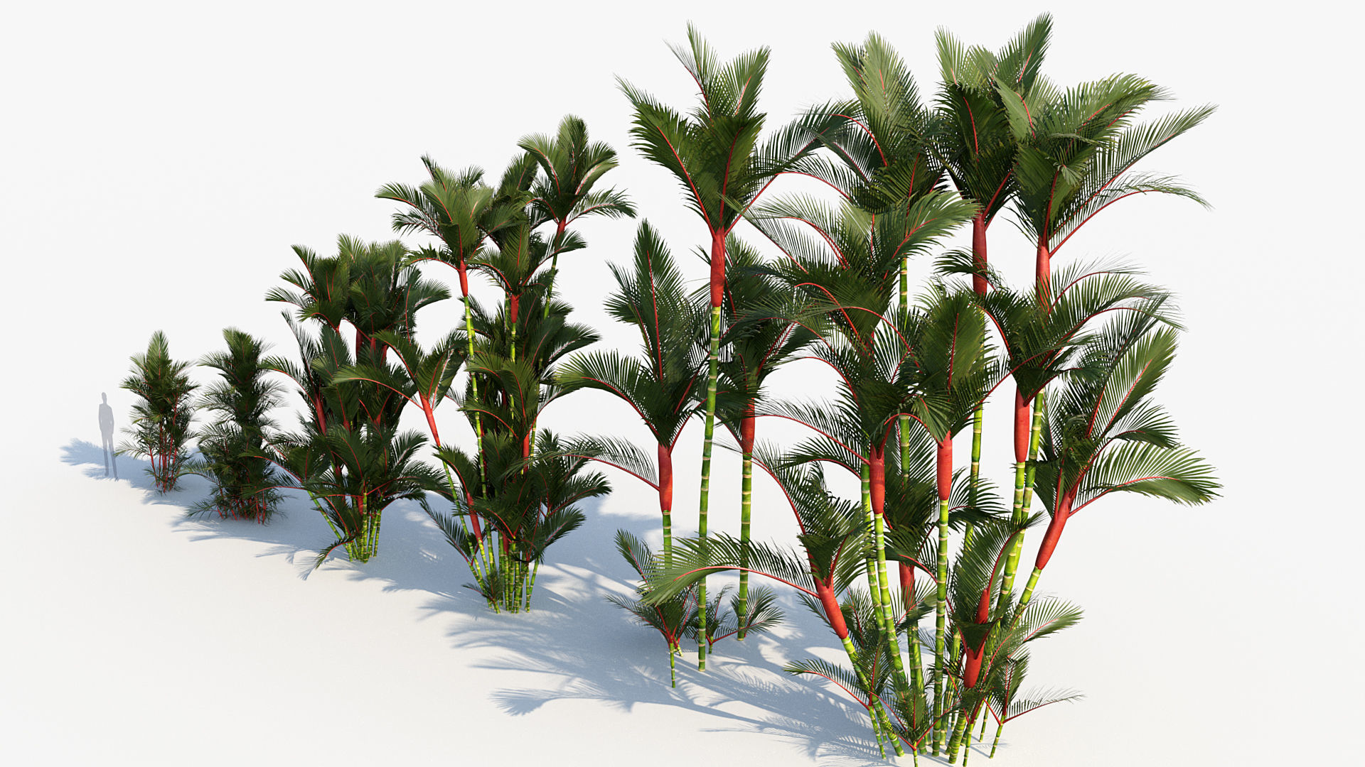 Plant Package 01 Palm 3D model_23