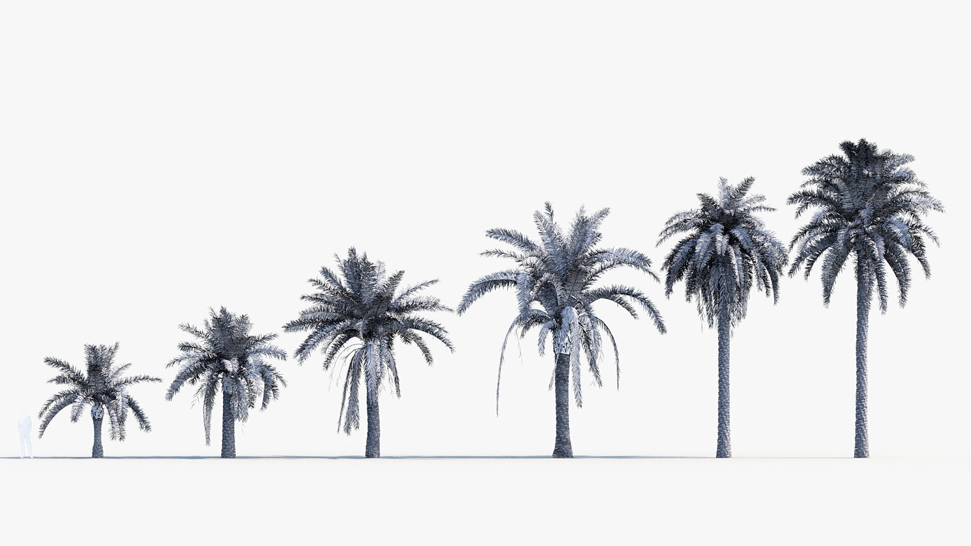 Plant Package 01 Palm 3D model_30