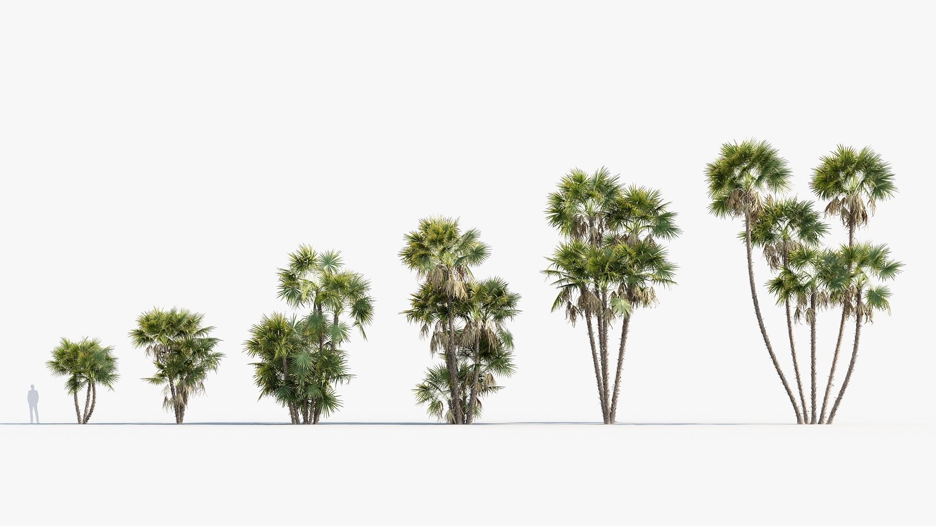 Plant Package 01 Palm 3D model_1