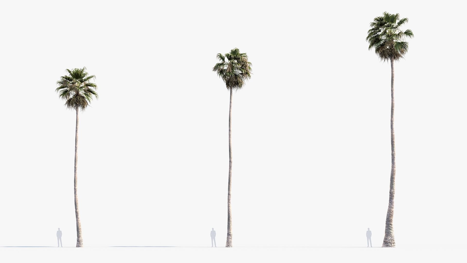 Plant Package 01 Palm 3D model_50