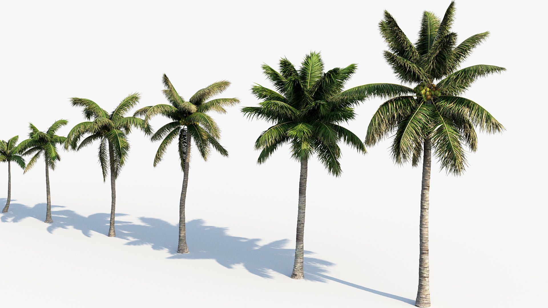 Plant Package 01 Palm 3D model_17
