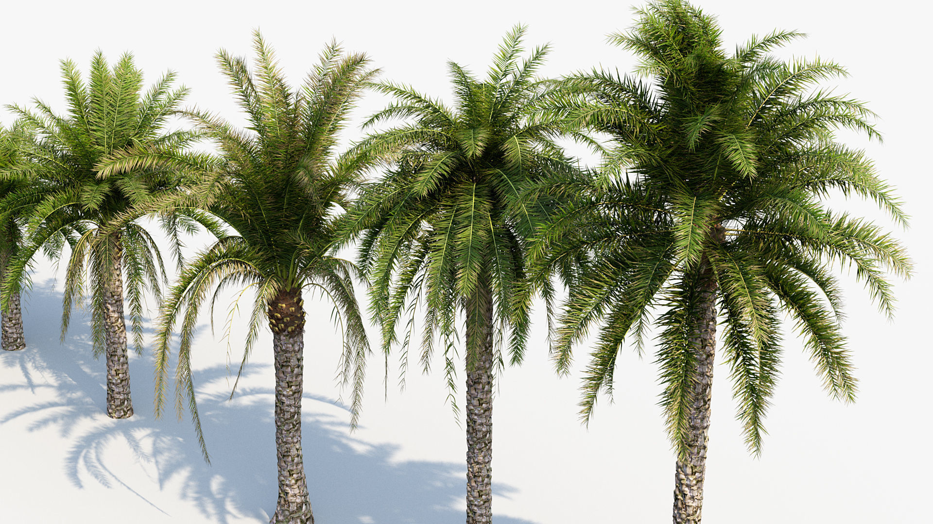 Plant Package 01 Palm 3D model_28