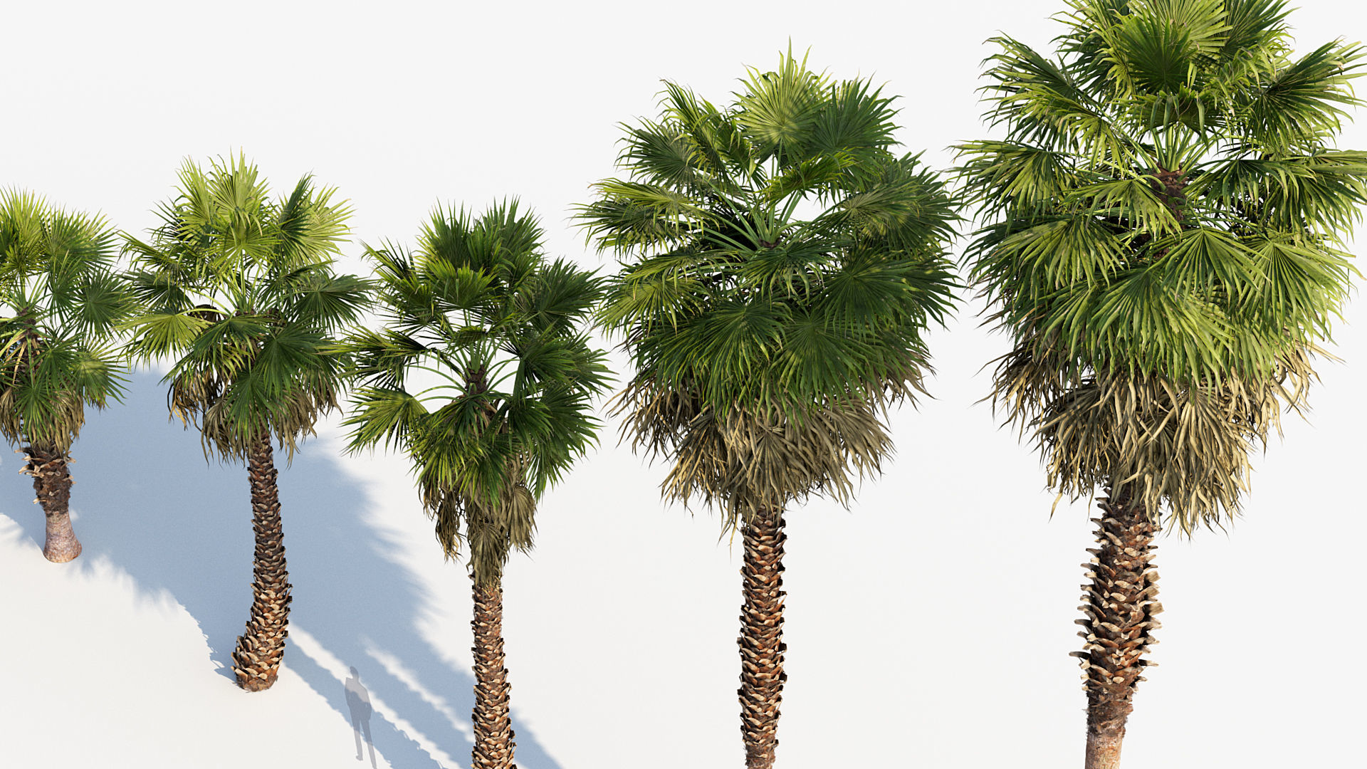 Plant Package 01 Palm 3D model_46