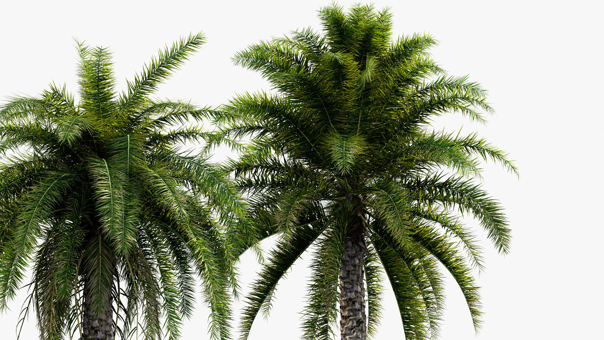 Plant Package 01 Palm 3D model_29