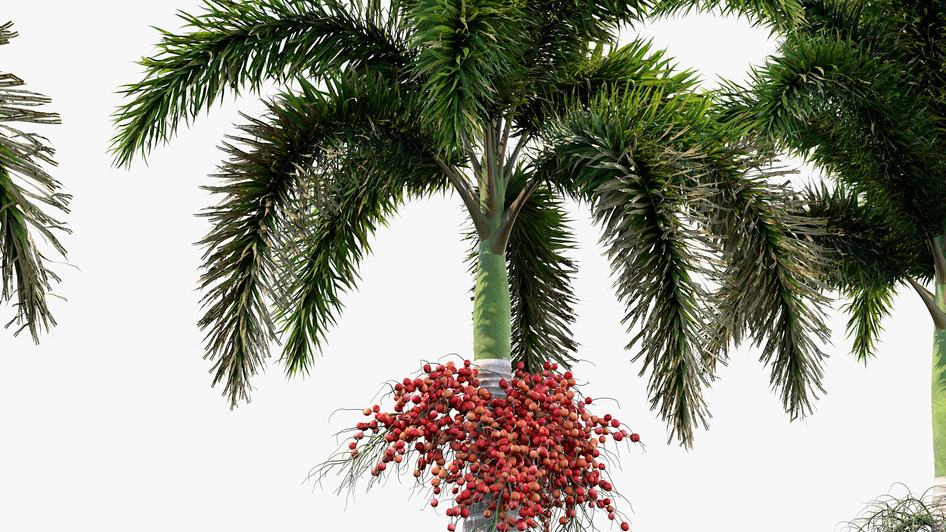 Plant Package 01 Palm 3D model_59