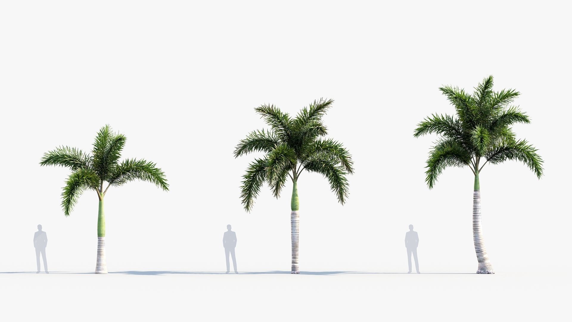 Plant Package 01 Palm 3D model_56