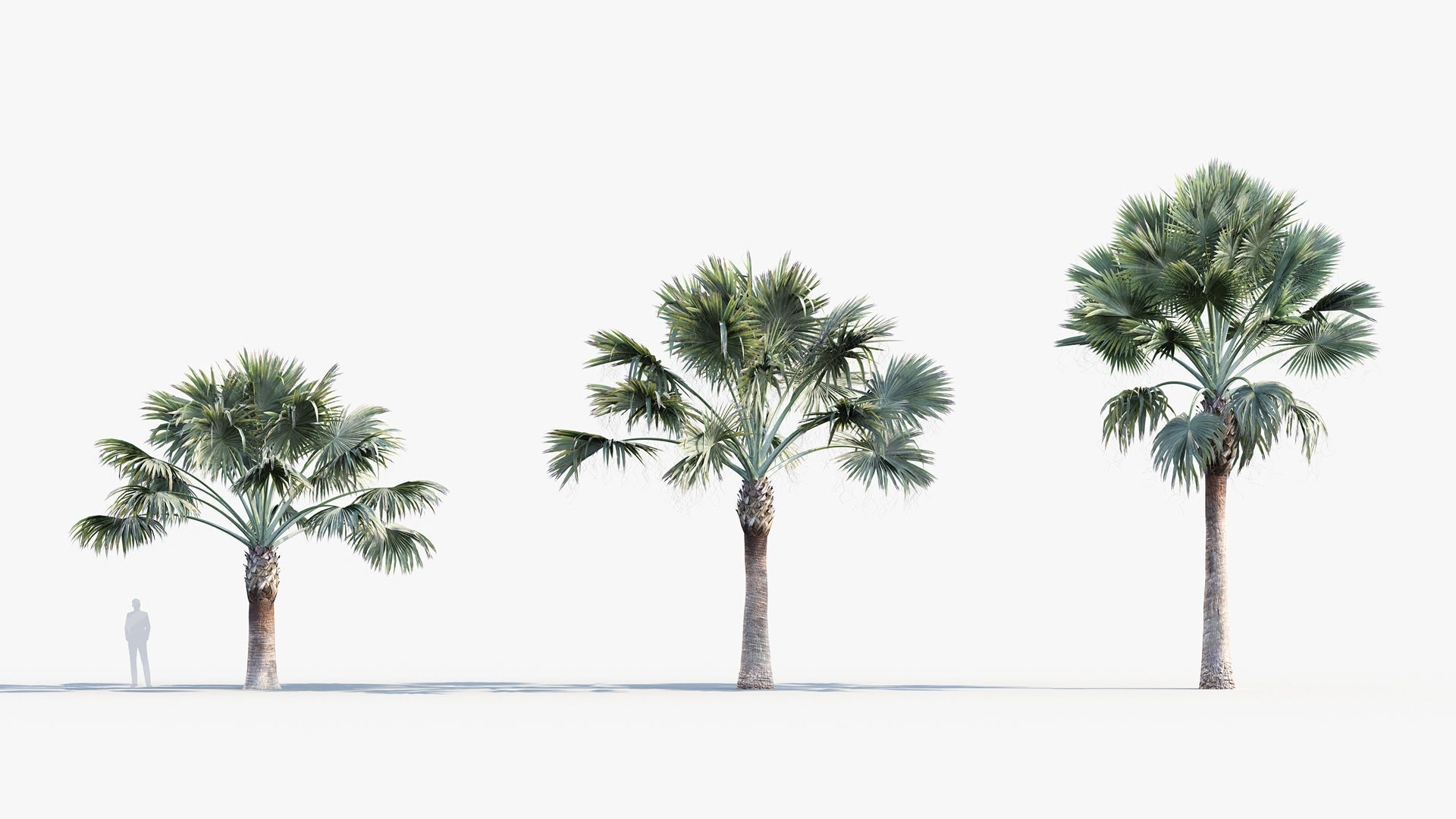 Plant Package 01 Palm 3D model_9