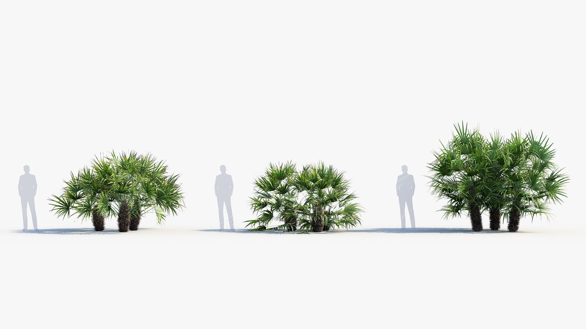 Plant Package 01 Palm 3D model_33