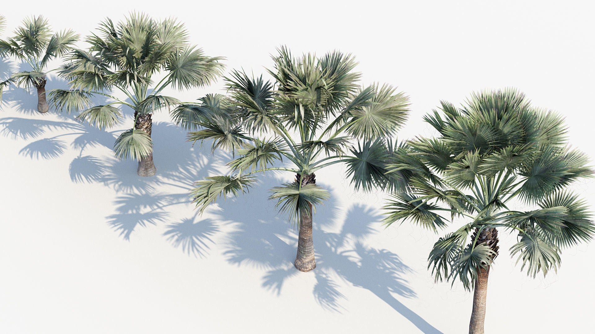 Plant Package 01 Palm 3D model_11