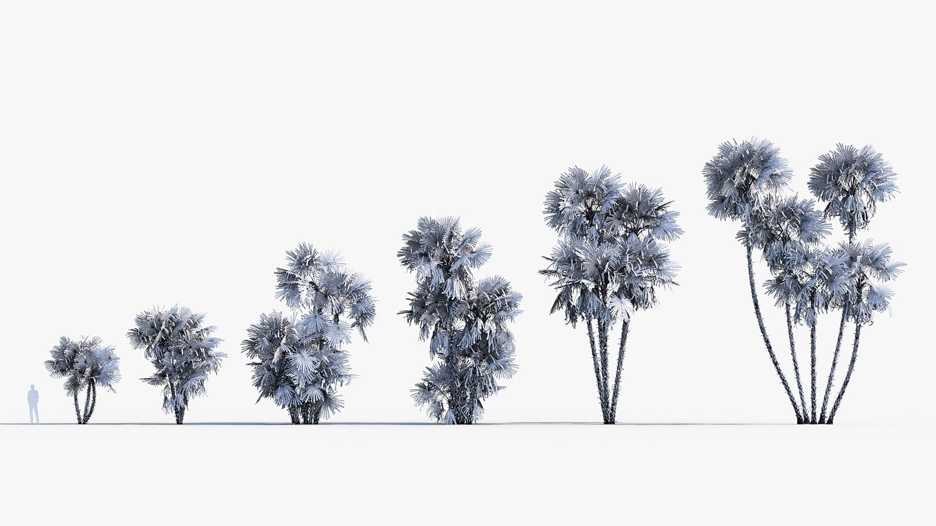 Plant Package 01 Palm 3D model_6