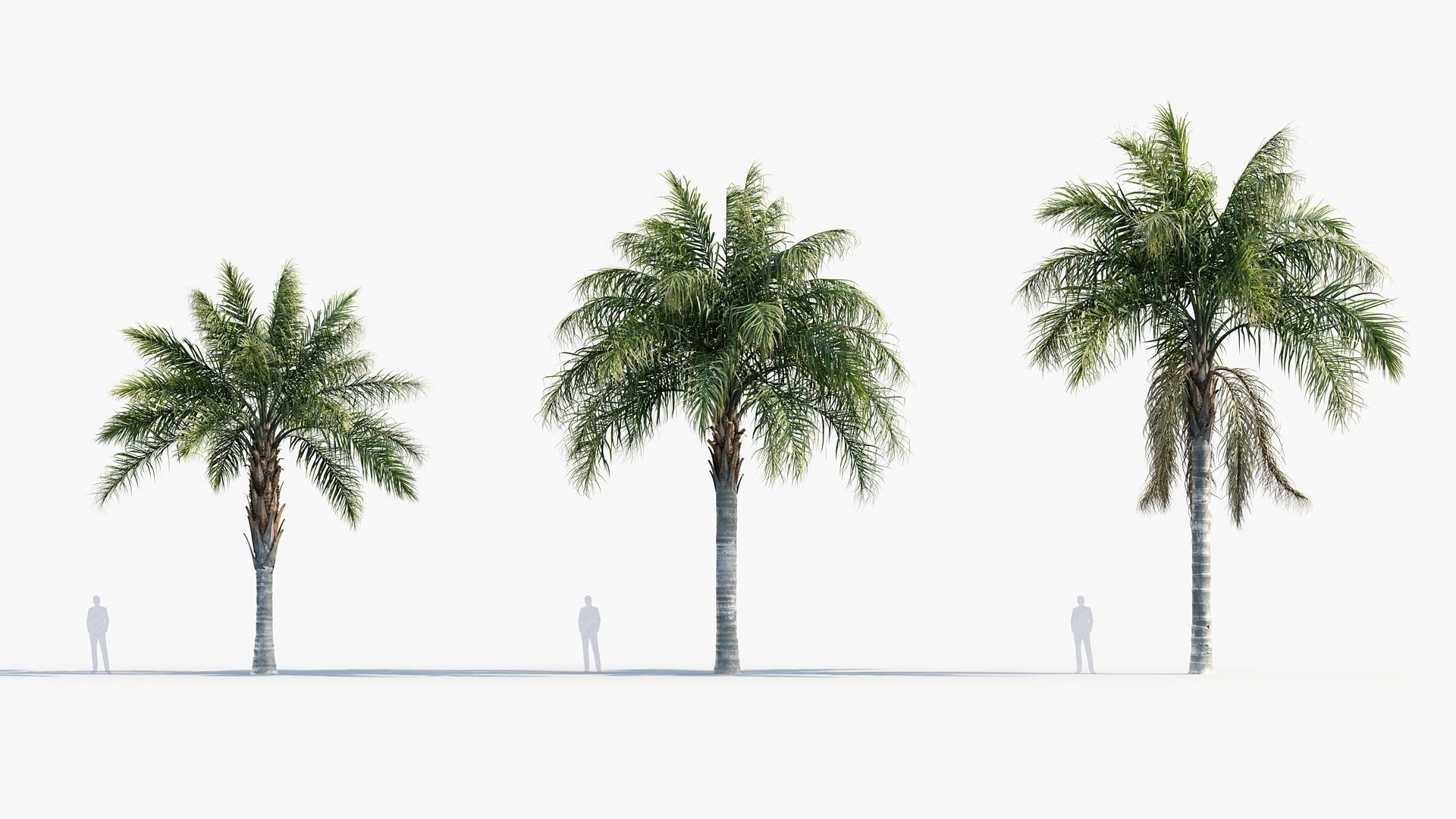 Plant Package 01 Palm 3D model_39