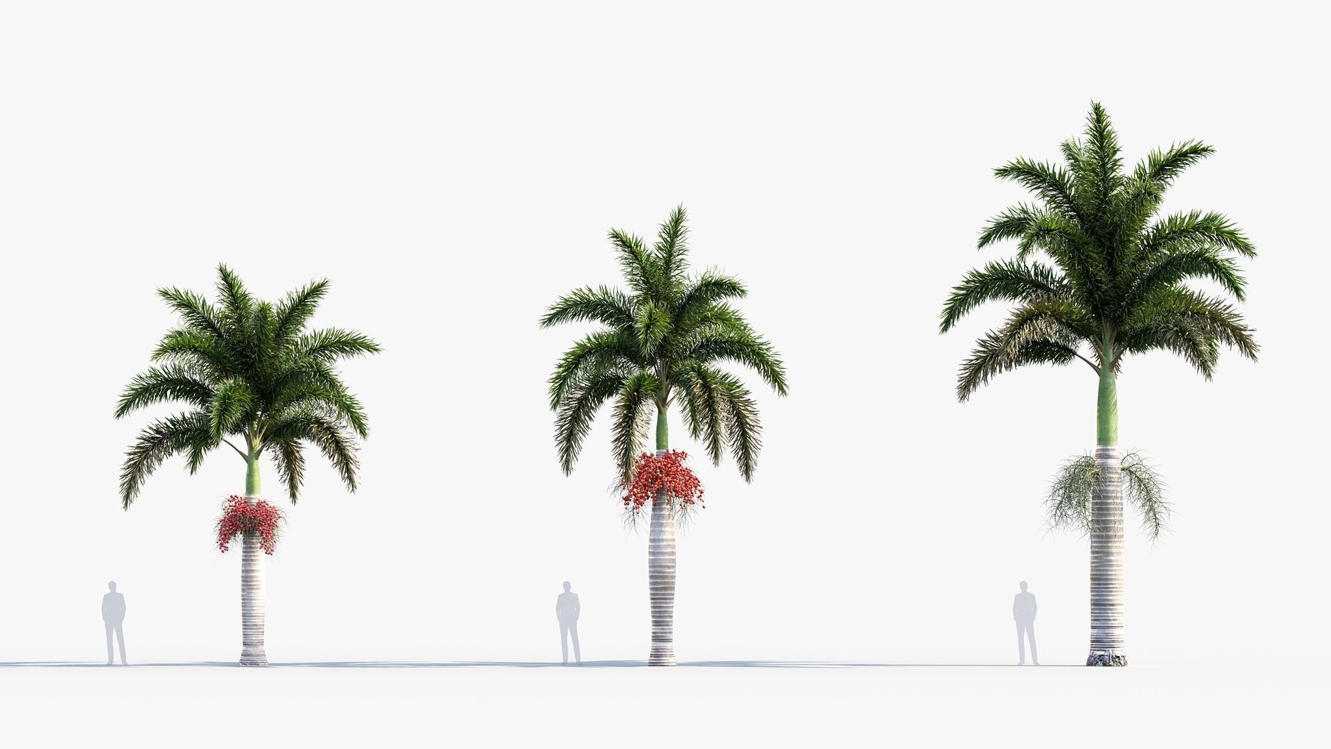 Plant Package 01 Palm 3D model_57