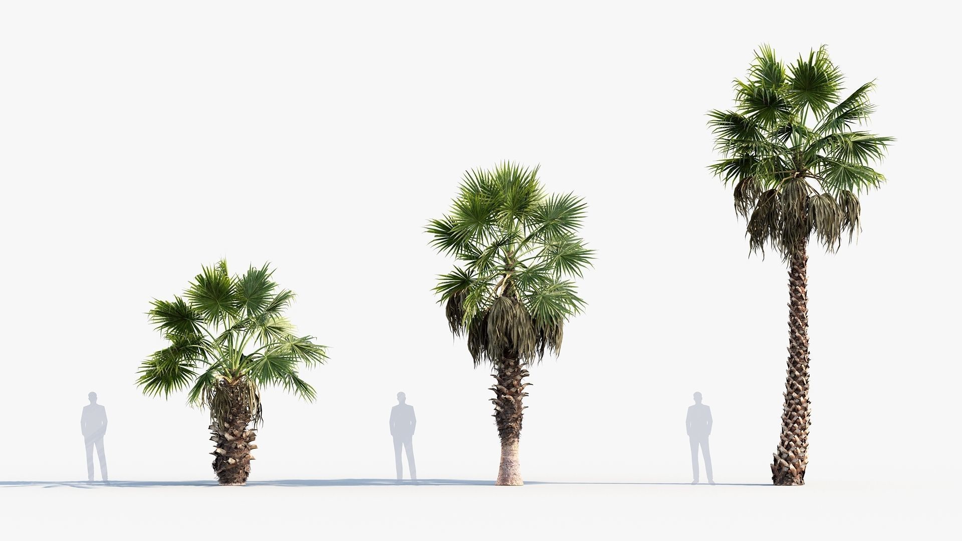 Plant Package 01 Palm 3D model_44