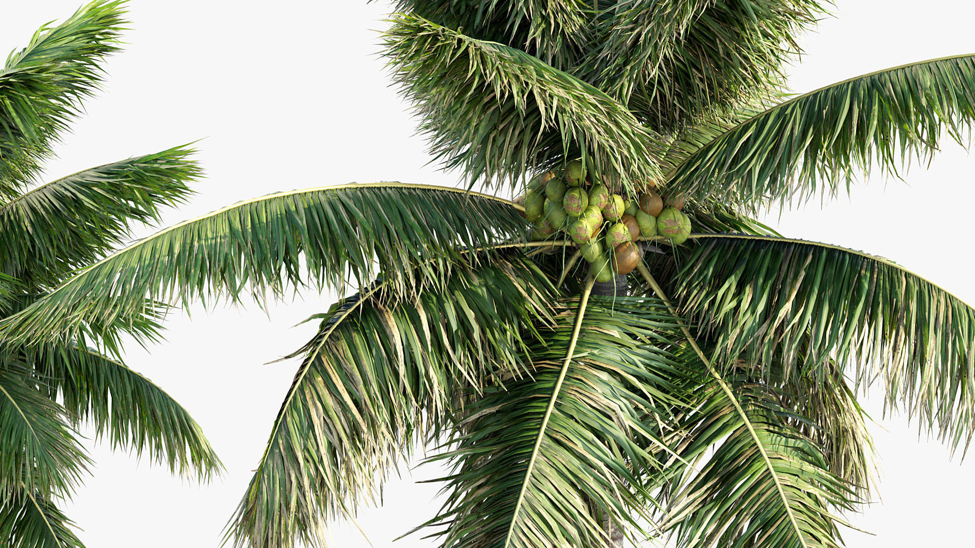 Plant Package 01 Palm 3D model_16