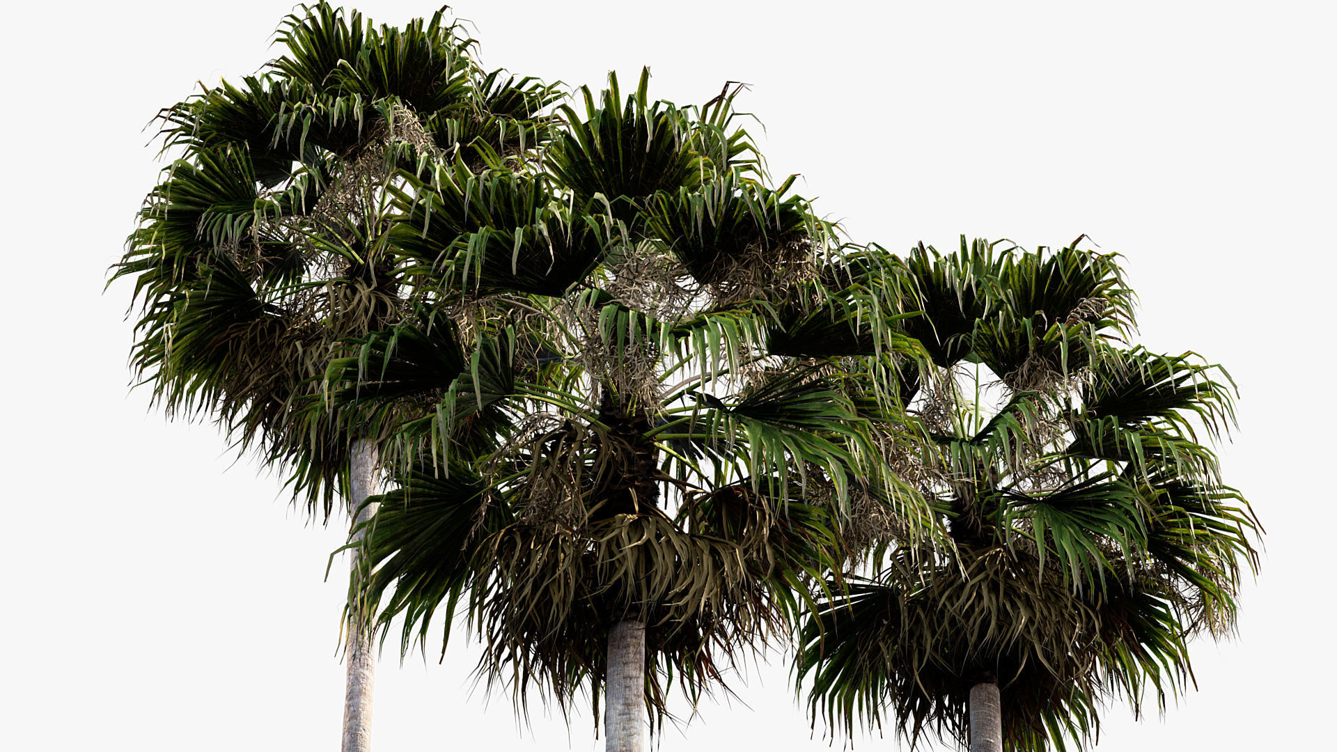 Plant Package 01 Palm 3D model_53