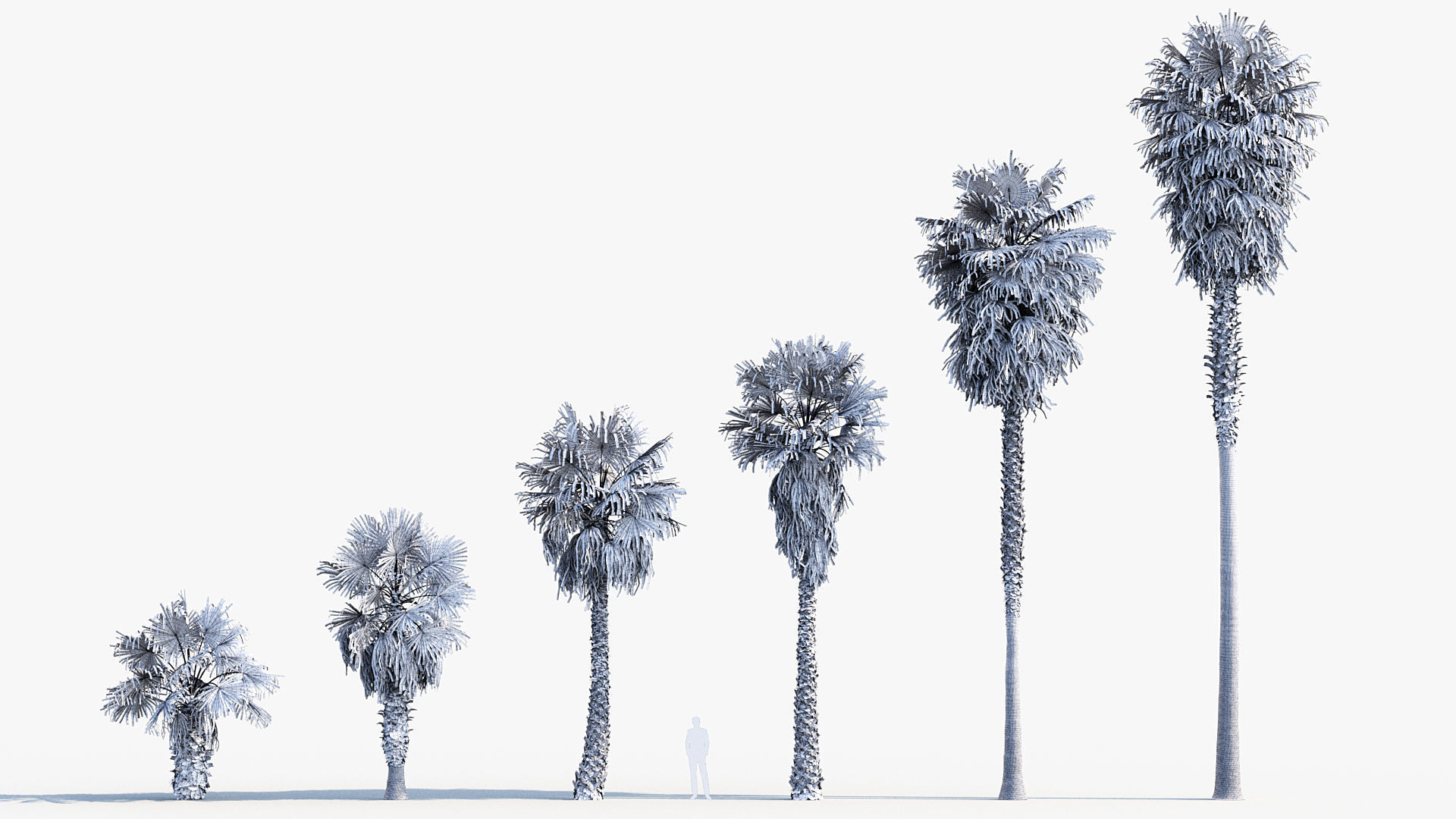 Plant Package 01 Palm 3D model_48