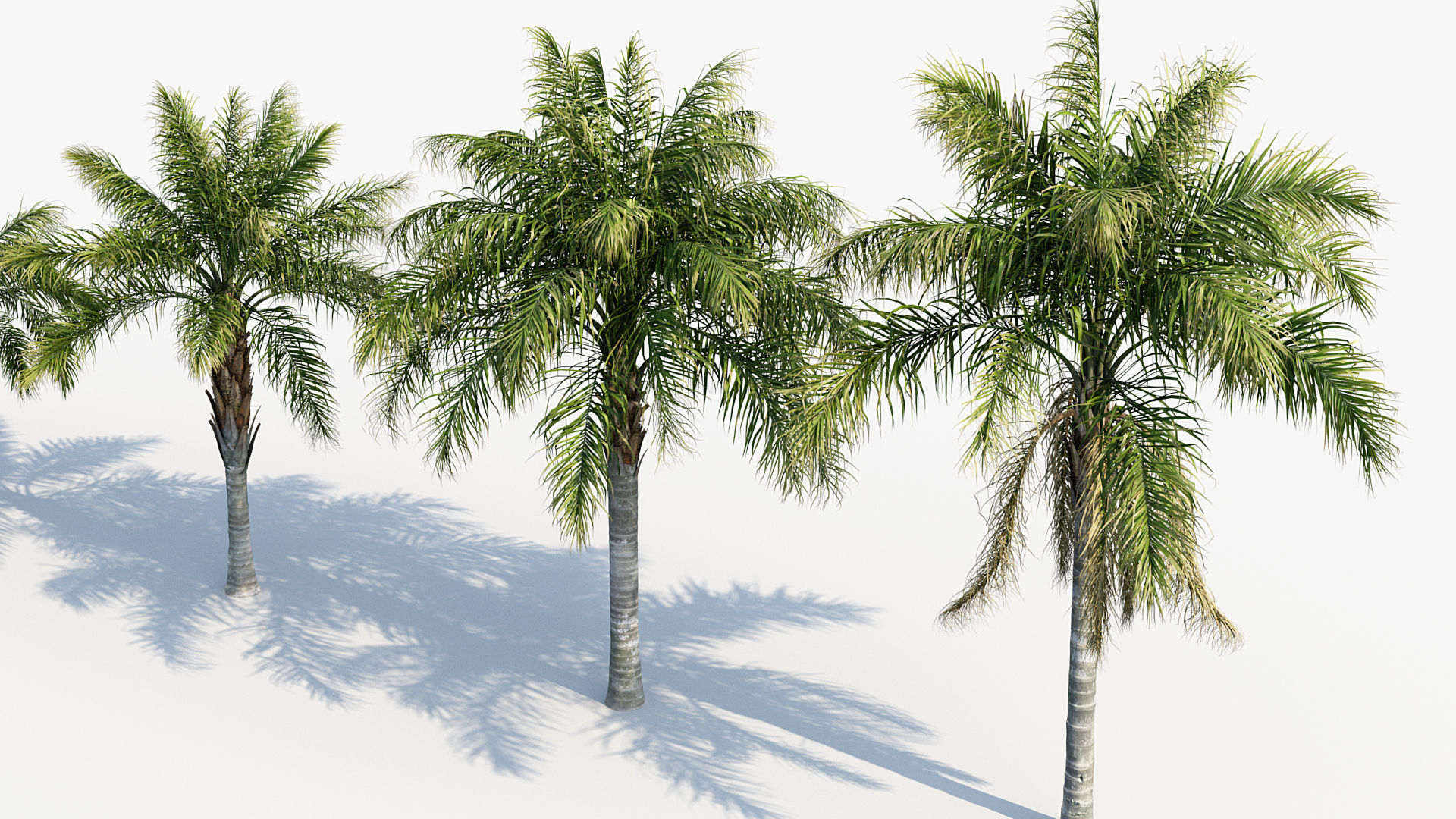 Plant Package 01 Palm 3D model_40