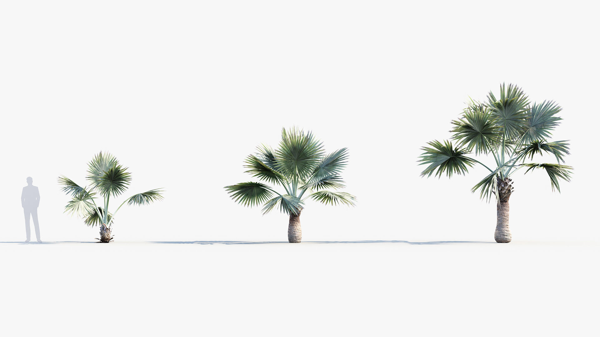 Plant Package 01 Palm 3D model_8