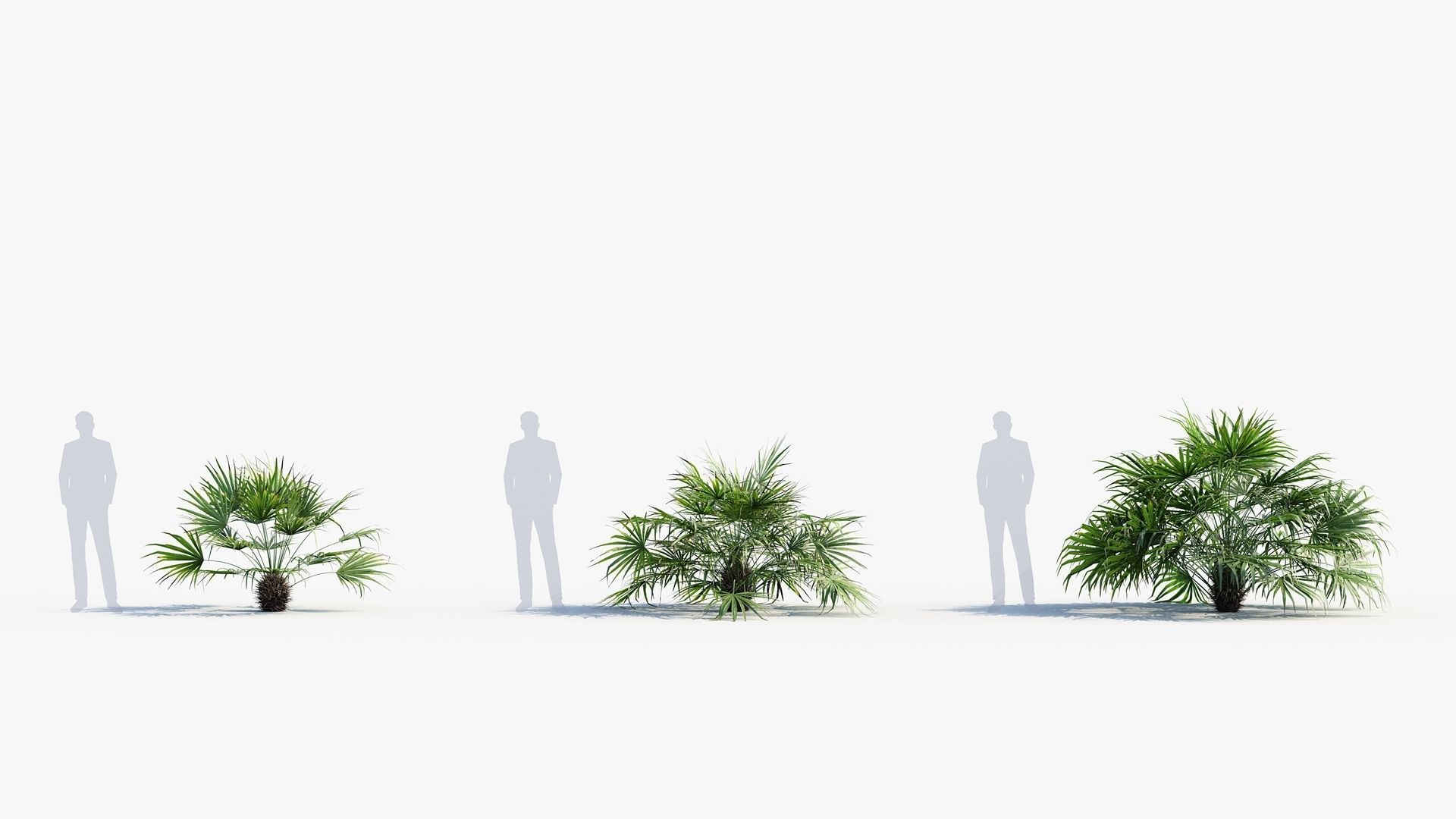 Plant Package 01 Palm 3D model_32