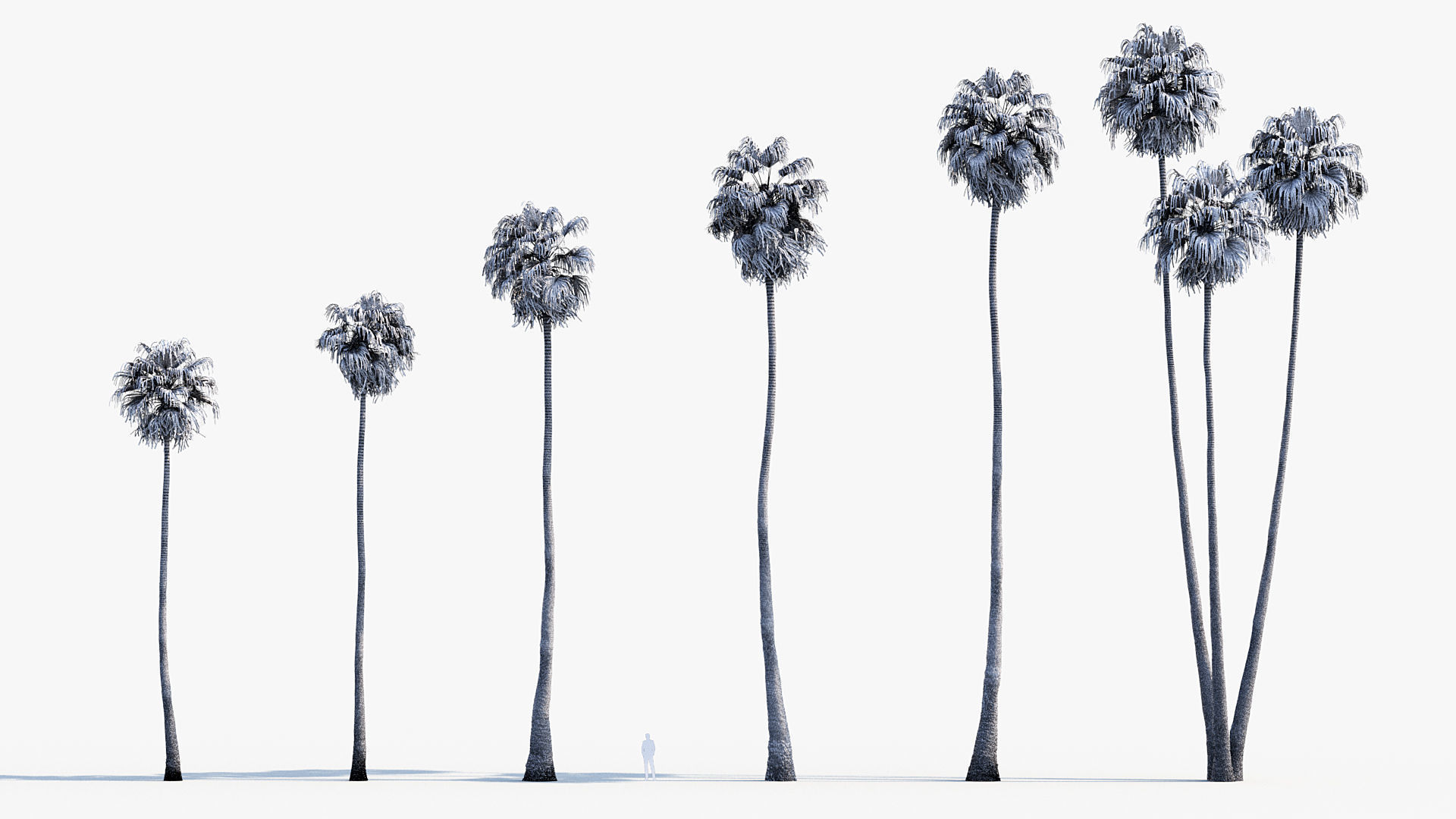 Plant Package 01 Palm 3D model_54