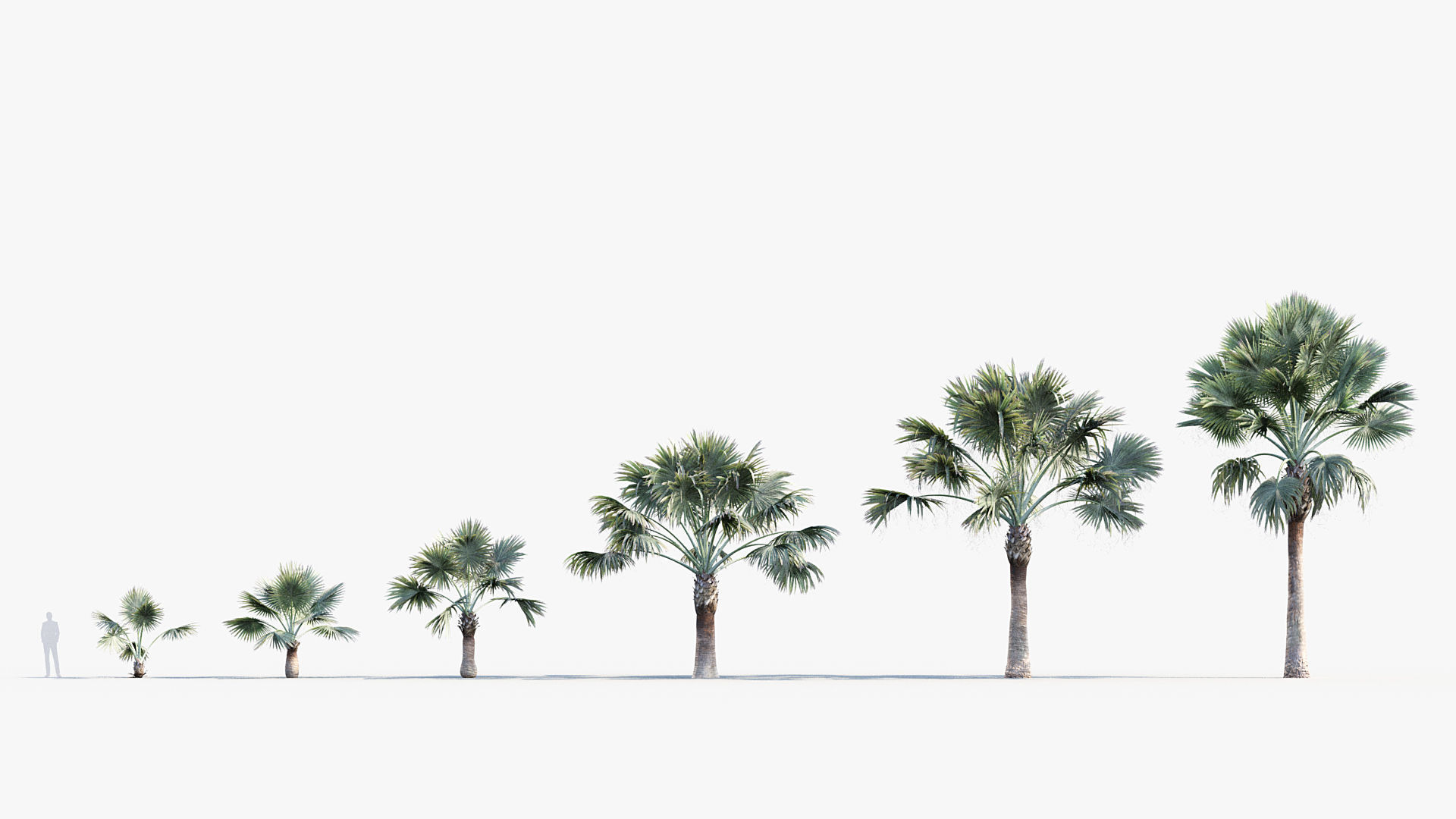 Plant Package 01 Palm 3D model_7