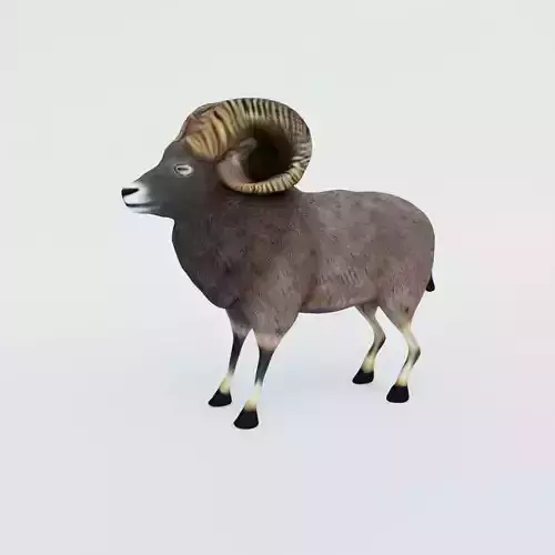 Ram Animal Free 3D model
