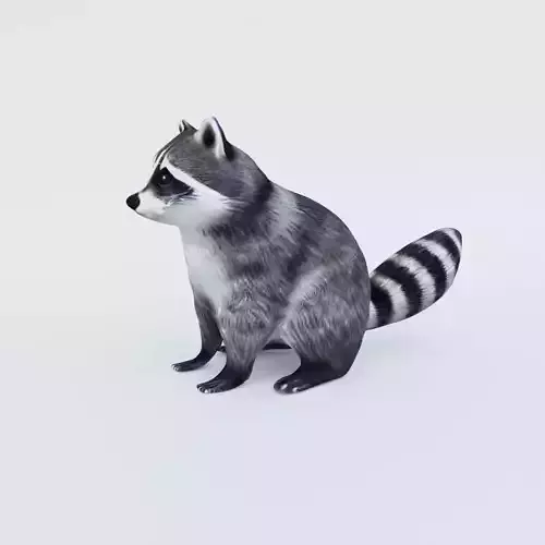 Raccoon Free 3D model