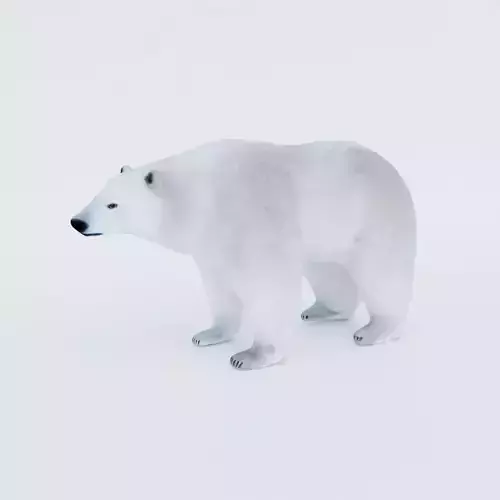 Polar Bear Free 3D model