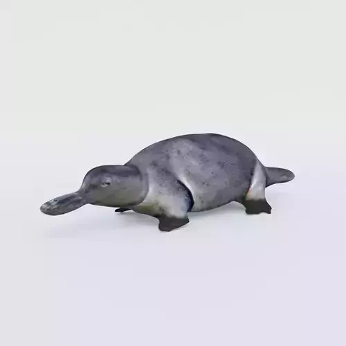 Platypus Free 3D model