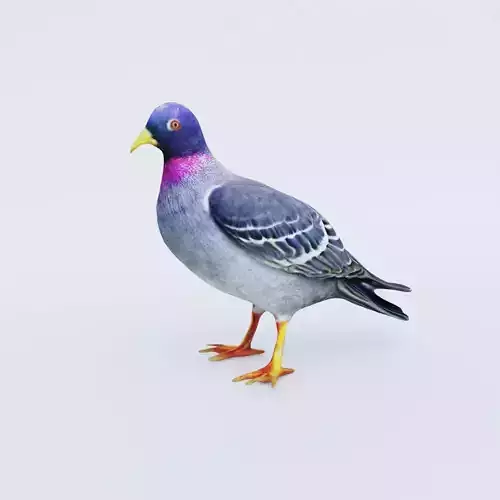 Pigeon