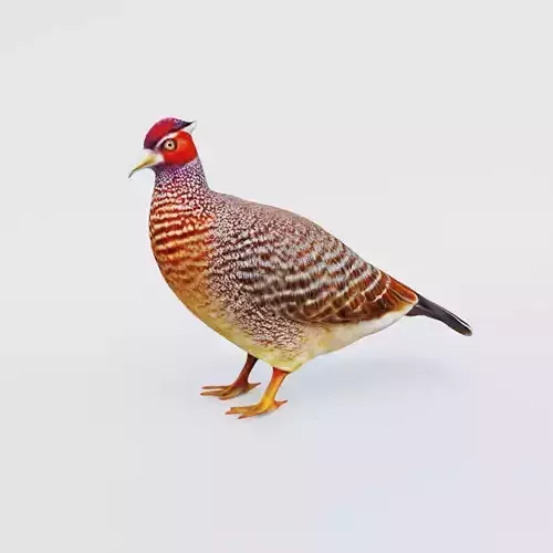 Pheasant