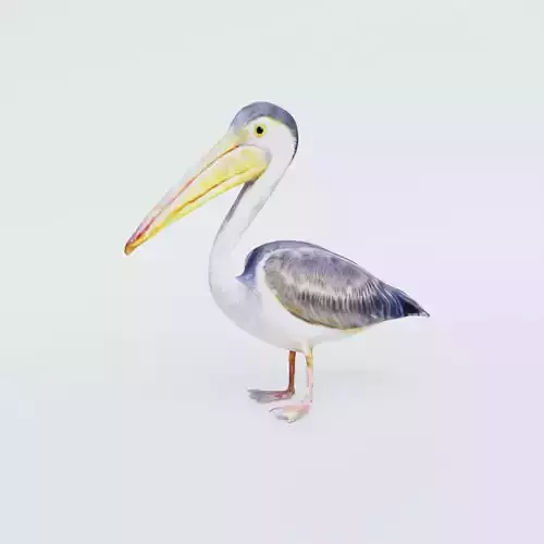 Pelican Free 3D model