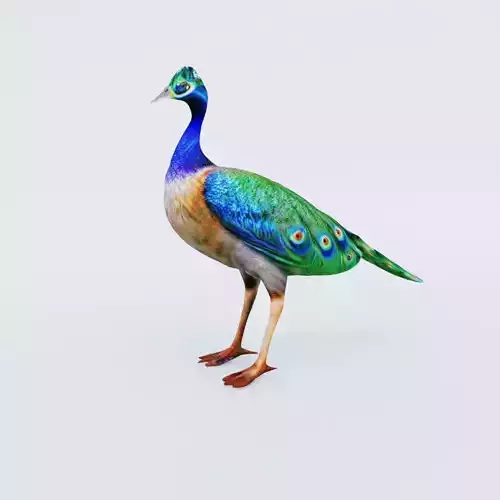 Peacock Free 3D model