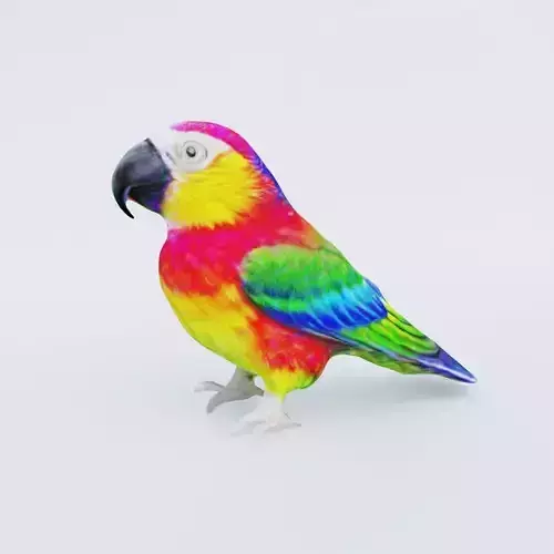Parrot
