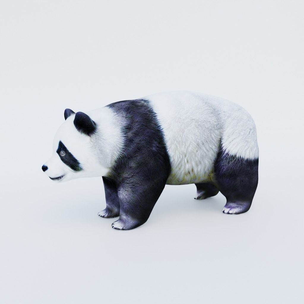 Panda free 3D model | CGTrader