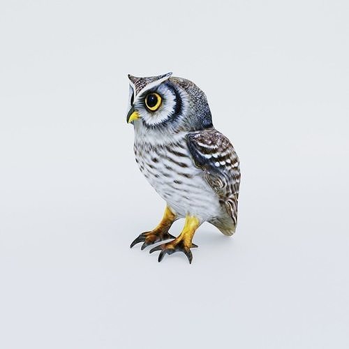 Owl Animal Free 3D model