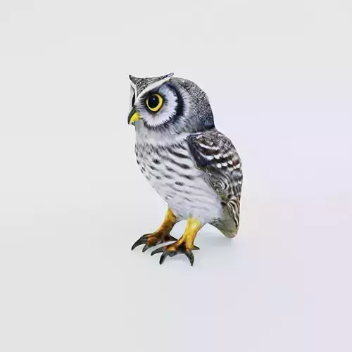 Owl Animal
