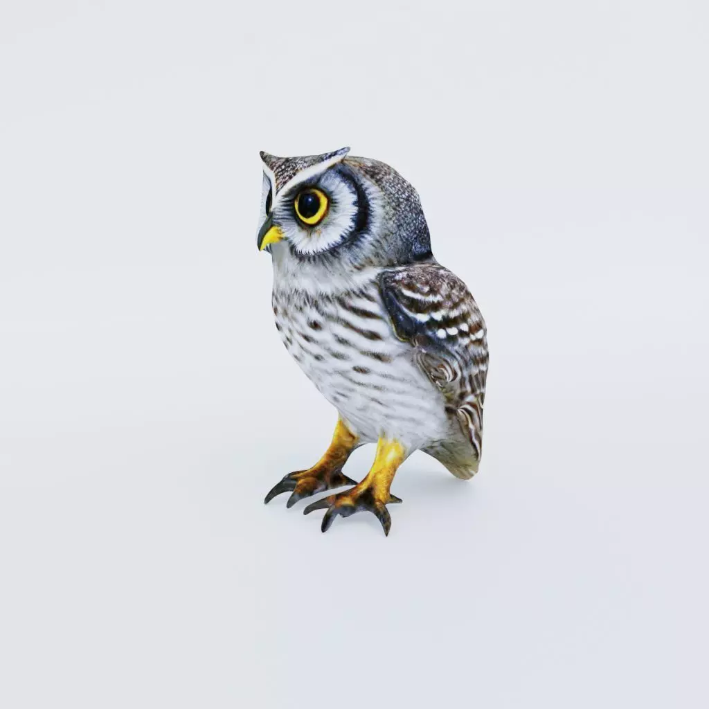 Owl Animal Free 3D model