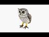 Owl Animal Free 3D model_1