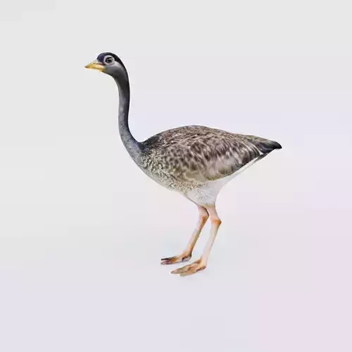 Ostrich Free 3D model