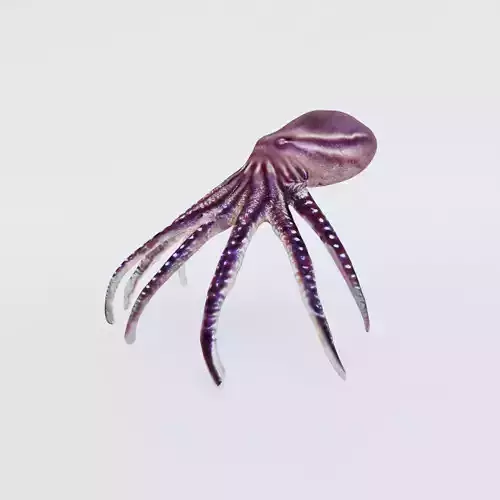 Octopus Free 3D model