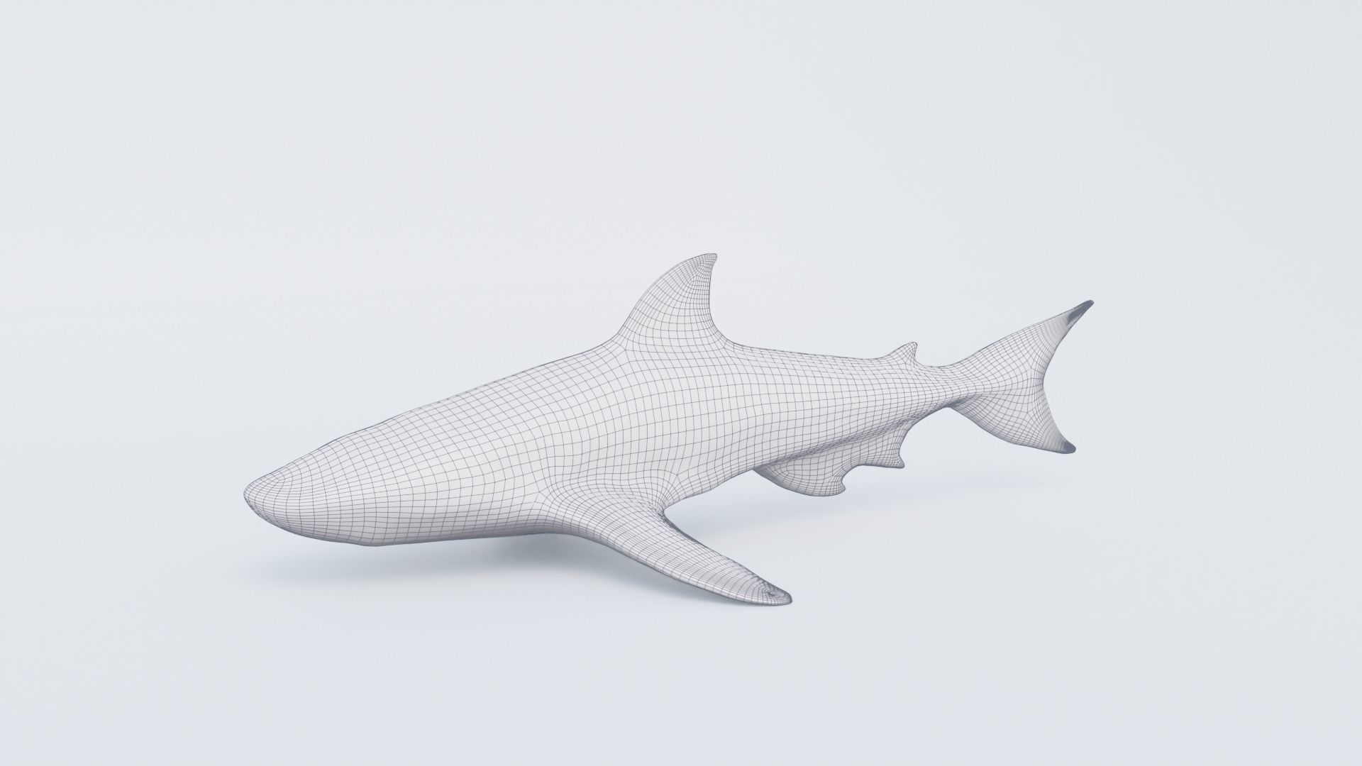 Nurse Shark Free 3D model_7