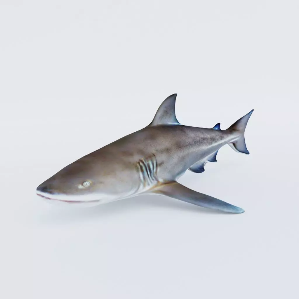 Nurse Shark Free 3D model_0