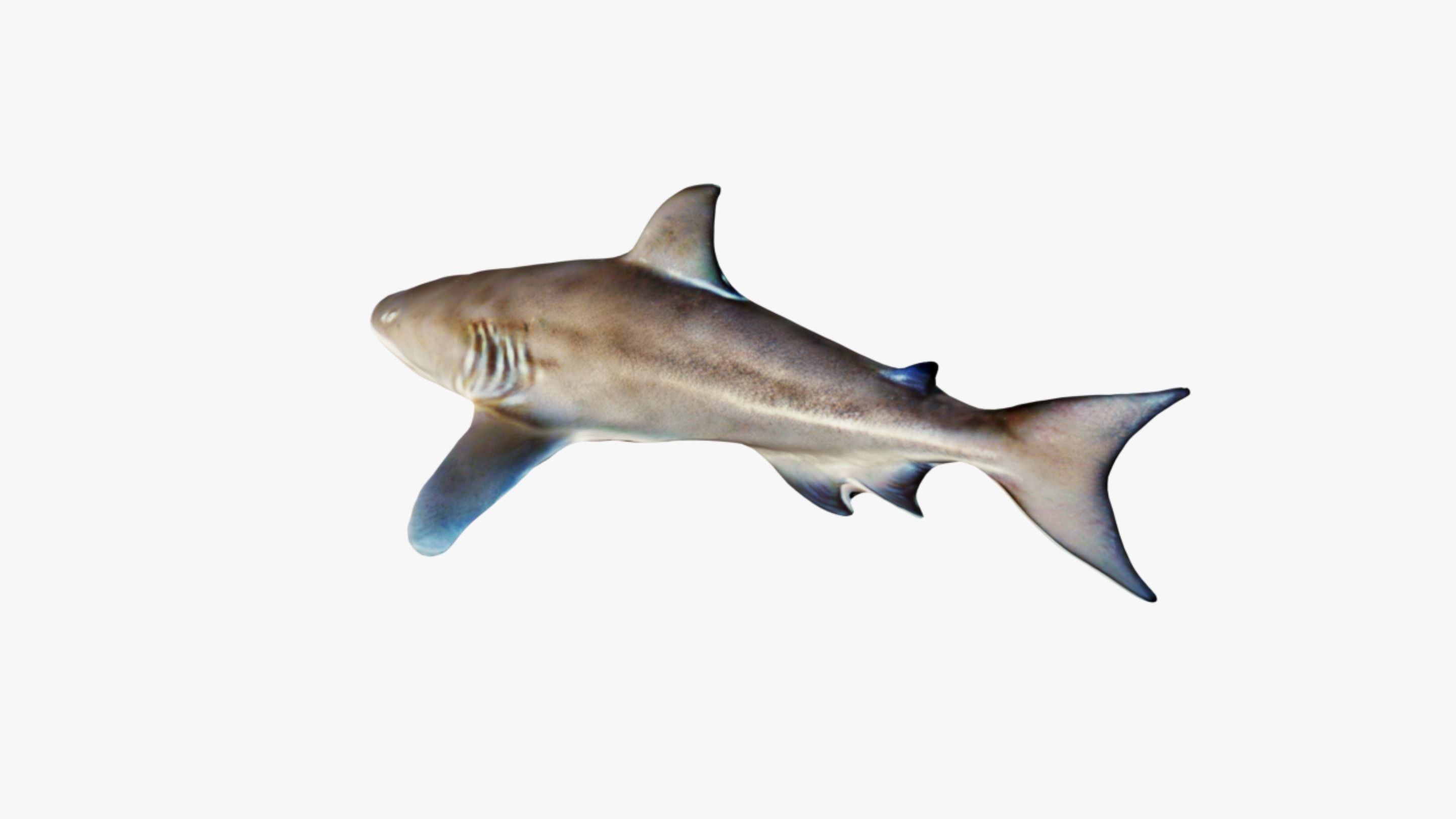Nurse Shark Free 3D model_4